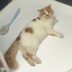 Подробнее об объявлении «Пропал кот Бишкек» Фото: пропала кошка  «Пропал кот Бишкек» в г. Бишкек