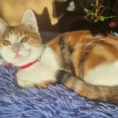 Подробнее об объявлении «Пропала кошка Владивосток» Фото: пропала кошка  «Пропала кошка Владивосток» в г. Владивосток