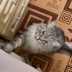 Подробнее об объявлении «Пропал кот Ханты-Мансийск» Фото: пропала кошка  «Пропал кот Ханты-Мансийск» в г. Ханты-Мансийск