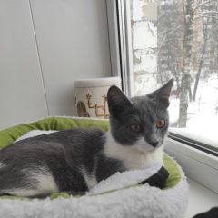 Подробнее об объявлении «Пропала кошка Павловский Посад» Фото: пропала кошка  «Пропала кошка Павловский Посад» в г. Павловский Посад