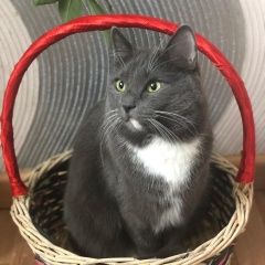 Подробнее об объявлении «Пропал кот Воскресенск» Фото: пропала кошка  «Пропал кот Воскресенск» в г. Воскресенск