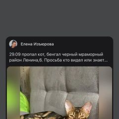 Подробнее об объявлении «Пропала кошка кот бенгальский породы Сыктывкар» Фото: пропала кошка Бенгальская кошка «Пропала кошка кот бенгальский породы Сыктывкар» в г. Сыктывкар