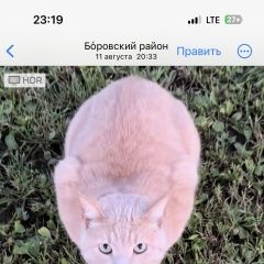 Подробнее об объявлении «Пропал кот, бежевого цвета Обнинск» Фото: пропала кошка  «Пропал кот, бежевого цвета Обнинск» в г. Обнинск