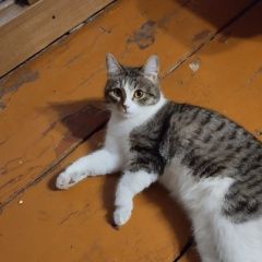 Подробнее об объявлении «Пропала кошка Ульяновск» Фото: пропала кошка  «Пропала кошка Ульяновск» в г. Ульяновск