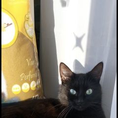 Подробнее об объявлении «Пропала кошка черная Санкт-Петербург» Фото: пропала кошка  «Пропала кошка черная Санкт-Петербург» в г. Санкт-Петербург
