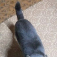 Подробнее об объявлении «Пропал кот Вязьма» Фото: пропала кошка  «Пропал кот Вязьма» в г. Вязьма