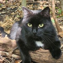Подробнее об объявлении «Пропал котик 22 сентября Уфа» Фото: пропала кошка  «Пропал котик 22 сентября Уфа» в г. Уфа