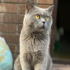 Подробнее об объявлении «Пропал кот британец серого окраса с рыжими глазами Троицк» Фото: пропала кошка Британская короткошерстная кошка «Пропал кот британец серого окраса с рыжими...» в г. Троицк