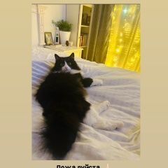 Подробнее об объявлении «Пропал кот п. китой котик Ангарск» Фото: пропала кошка  «Пропал кот п. китой котик Ангарск» в г. Ангарск