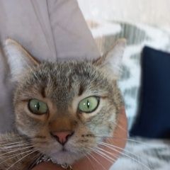 Подробнее об объявлении «Пропал кот Жуковка Брянская обл.» Фото: пропала кошка  «Пропал кот Жуковка Брянская обл.» в г. Жуковка Брянская обл.