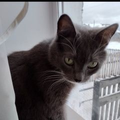 Подробнее об объявлении «Пропал кот Арамиль» Фото: пропала кошка  «Пропал кот Арамиль» в г. Арамиль