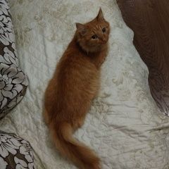 Подробнее об объявлении «Пропала кошка Рязань» Фото: пропала кошка  «Пропала кошка Рязань» в г. Рязань