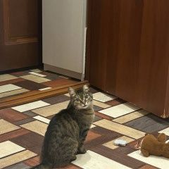 Подробнее об объявлении «Саратов Пропала кошка» Фото: пропала кошка  «Саратов Пропала кошка» в г. Саратов
