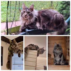 Подробнее об объявлении «Пропал кот 03. 10, пыхчево, снт киселево Троицк» Фото: пропала кошка Мейн-кун «Пропал кот 03. 10, пыхчево, снт киселево Троицк» в г. Троицк