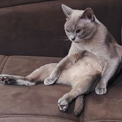 Подробнее об объявлении «Пропала кошка вечером. Оренбург» Фото: пропала кошка  «Пропала кошка вечером. Оренбург» в г. Оренбург