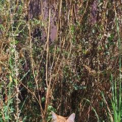 Подробнее об объявлении «Курск Пропал кот» Фото: пропала кошка  «Курск Пропал кот» в г. Курск