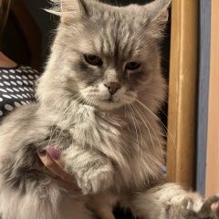 Подробнее об объявлении «Тверь Пропал кот серый кот на соминке» Фото: пропала кошка  «Тверь Пропал кот серый кот на соминке» в г. Тверь