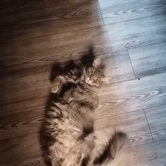 Подробнее об объявлении «Пропала кошка Щербинка» Фото: пропала кошка  «Пропала кошка Щербинка» в г. Щербинка