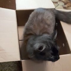 Подробнее об объявлении «Пропал кот 2-х годовалый кот Великий Новгород (Новгород)» Фото: пропала кошка  «Пропал кот 2-х годовалый кот Великий Новгород...» в г. Великий Новгород (Новгород)