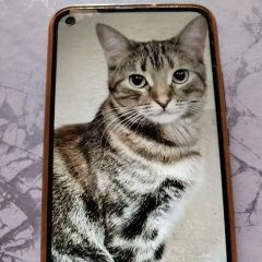 Подробнее об объявлении «Пропала кошка Балашиха» Фото: пропала кошка Бенгальская кошка «Пропала кошка Балашиха» в г. Балашиха