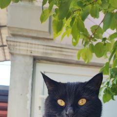 Подробнее об объявлении «Пропала кошка Севастополь» Фото: пропала кошка  «Пропала кошка Севастополь» в г. Севастополь