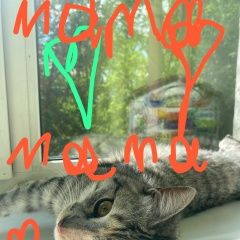 Подробнее об объявлении «Иркутск Пропала кошка пос. селиваниха» Фото: пропала кошка  «Иркутск Пропала кошка пос. селиваниха» в г. Иркутск