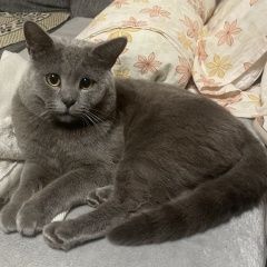 Подробнее об объявлении «Лобня Пропал кот, 1 год британец» Фото: пропала кошка Британская короткошерстная кошка «Лобня Пропал кот, 1 год британец» в г. Лобня