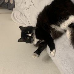 Подробнее об объявлении «Иркутск Пропала кошка» Фото: пропала кошка  «Иркутск Пропала кошка» в г. Иркутск