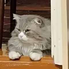 Подробнее об объявлении «Караганда Пропал кот» Фото: пропала кошка Персидская кошка «Караганда Пропал кот» в г. Караганда