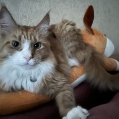 Подробнее об объявлении «Ярославль Пропал кот» Фото: пропала кошка Мейн-кун «Ярославль Пропал кот» в г. Ярославль