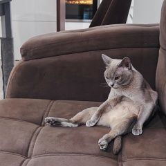 Подробнее об объявлении «Пропала кошка. Оренбург» Фото: пропала кошка  «Пропала кошка. Оренбург» в г. Оренбург