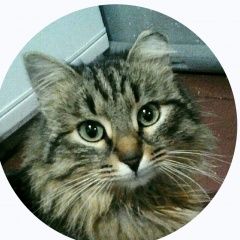 Подробнее об объявлении «Пропал кот Уфа» Фото: пропала кошка  «Пропал кот Уфа» в г. Уфа