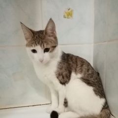 Подробнее об объявлении «Пропал кот мальчик 1-2 года Сыктывкар» Фото: пропала кошка  «Пропал кот мальчик 1-2 года Сыктывкар» в г. Сыктывкар