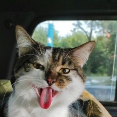 Подробнее об объявлении «Пропал кот помогите найти Макеевка» Фото: пропала кошка  «Пропал кот помогите найти Макеевка» в г. Макеевка