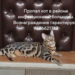Подробнее об объявлении «Пропал кот Армавир» Фото: пропала кошка Бенгальская кошка «Пропал кот Армавир» в г. Армавир