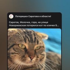 Подробнее об объявлении «Саратов Пропал кот веслоухий, тигровая раскраска» Фото: пропала кошка  «Саратов Пропал кот веслоухий, тигровая раскраска» в г. Саратов