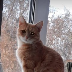 Подробнее об объявлении «Бор Пропал кот рыжий кот. неклюдово.» Фото: пропала кошка  «Бор Пропал кот рыжий кот. неклюдово.» в г. Бор