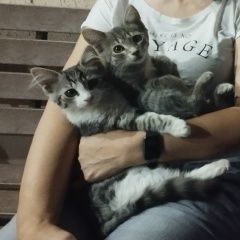 Подробнее об объявлении «Пропала кошка Севастополь» Фото: пропала кошка  «Пропала кошка Севастополь» в г. Севастополь
