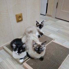 Подробнее об объявлении «Пермь Пропала кошка помогите найти» Фото: пропала кошка  «Пермь Пропала кошка помогите найти» в г. Пермь