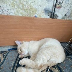 Подробнее об объявлении «Пропал кот беляш Тамбов» Фото: пропала кошка  «Пропал кот беляш Тамбов» в г. Тамбов