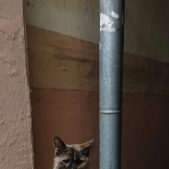 Подробнее об объявлении «Пропала кошка Новочеркасск» Фото: пропала кошка  «Пропала кошка Новочеркасск» в г. Новочеркасск