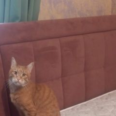 Подробнее об объявлении «Пропал кот Екатеринбург» Фото: пропала кошка  «Пропал кот Екатеринбург» в г. Екатеринбург