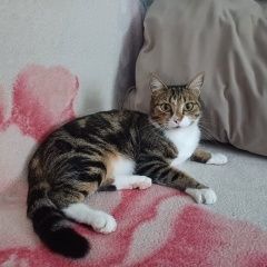 Подробнее об объявлении «Пропала кошка мраморная Томск» Фото: пропала кошка  «Пропала кошка мраморная Томск» в г. Томск