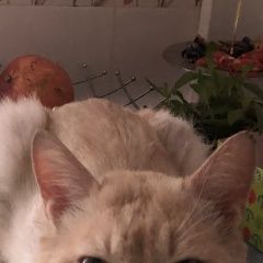 Подробнее об объявлении «Пропала кошка кот ушел. Армавир» Фото: пропала кошка  «Пропала кошка кот ушел. Армавир» в г. Армавир