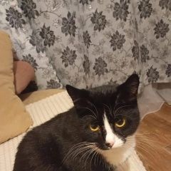 Подробнее об объявлении «Бердск Пропал кот ик» Фото: пропала кошка  «Бердск Пропал кот ик» в г. Бердск