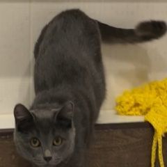 Подробнее об объявлении «Набережные Челны Пропала кошка» Фото: пропала кошка  «Набережные Челны Пропала кошка» в г. Набережные Челны