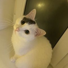 Подробнее об объявлении «Пропала кошка Санкт-Петербург» Фото: пропала кошка  «Пропала кошка Санкт-Петербург» в г. Санкт-Петербург