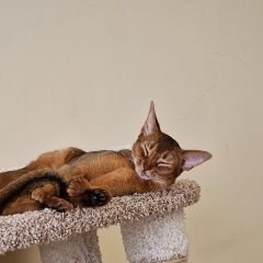 Подробнее об объявлении «Майкоп (Адыгея) Пропала кошка» Фото: пропала кошка Абиссинская кошка «Майкоп (Адыгея) Пропала кошка» в г. Майкоп (Адыгея)
