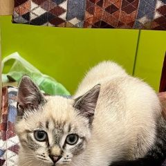 Подробнее об объявлении «Пропала кошка пуся Санкт-Петербург» Фото: пропала кошка  «Пропала кошка пуся Санкт-Петербург» в г. Санкт-Петербург