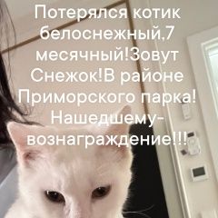 Подробнее об объявлении «Пропал кот помогите найти котика 7 месяцев Ялта» Фото: пропала кошка  «Пропал кот помогите найти котика 7 месяцев Ялта» в г. Ялта